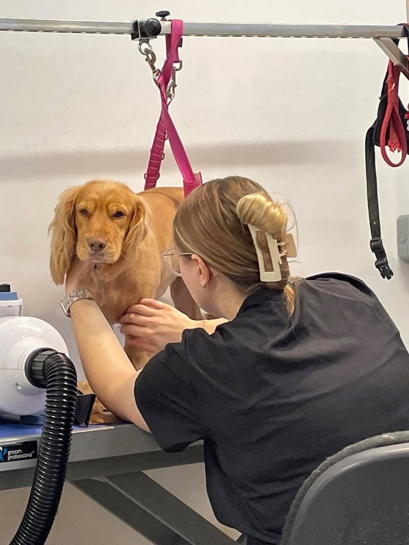 A groomer working on a golden cocker spaniel on the grooming table, secured by a pink grooming loop