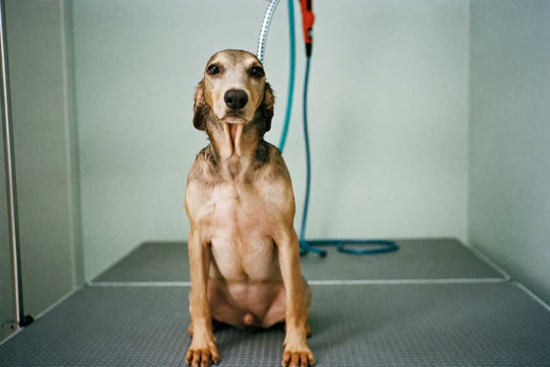 A dog standing calmly on a grooming table with tools behind