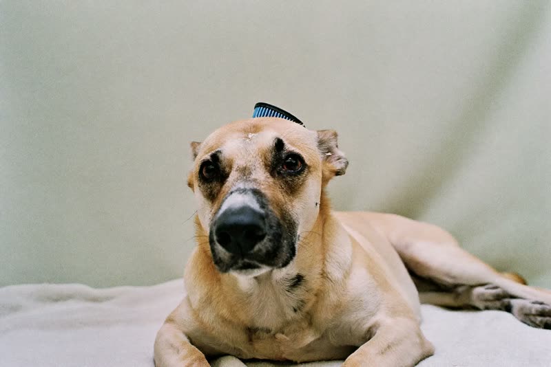A freshly groomed dog resting on a towel