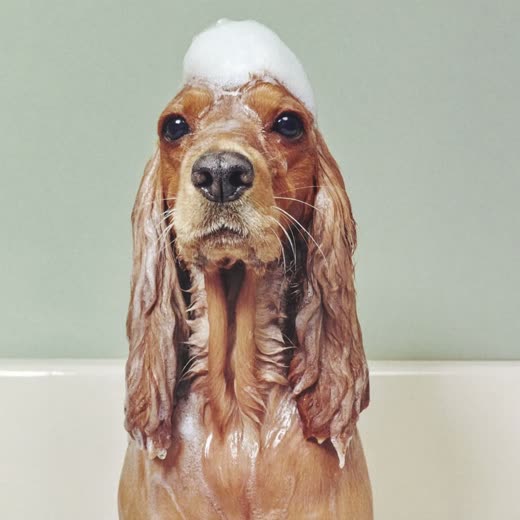 A spaniel being bathed, coat wet and lathered