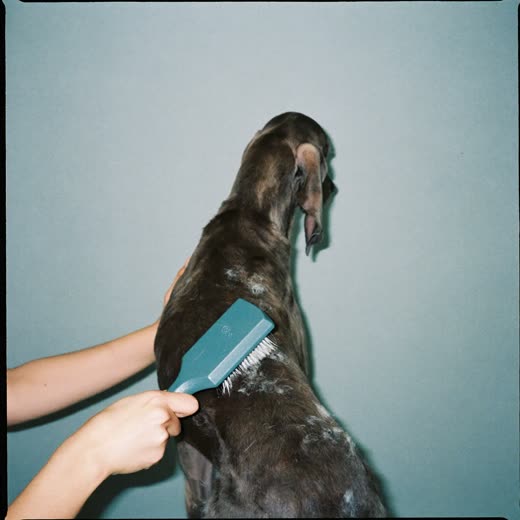 A long-coated dog being brushed out